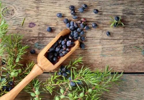 Ginepro — botanica di Elisir 4634