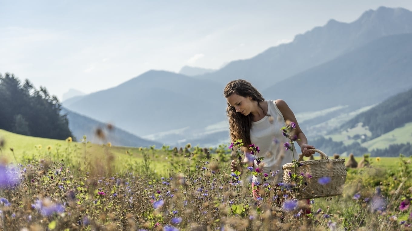 Raccolta delle botaniche alpine per Elisir 4634